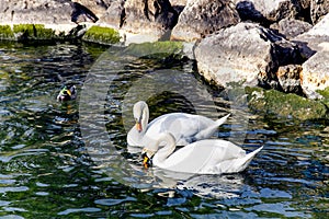 Two Swan in love on clear waters Geneva lake