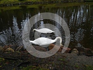 Two swan
