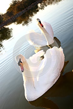 Two Swans