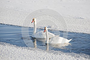 Two swans