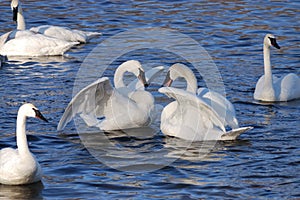 Two Swans