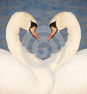 Two swans