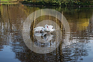 Two swans are cleaning feathers on the pond.