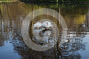 Two swans are cleaning feathers on the pond.