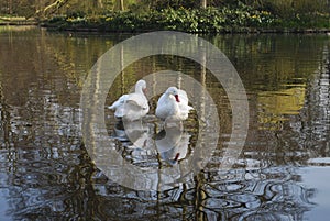 Two swans are cleaning feathers on the pond.