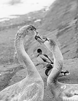 Two swans communicate with each other