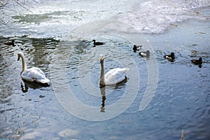 Two swans and ducks swim in the lake in winter