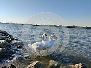 Two swans on the Dunav