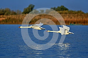 Two swans in flight from Danube Delta Biosphere Reserve, Tulcea County, Romania