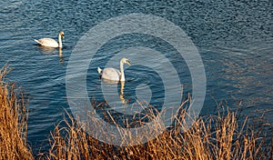 two swans floating in a lake near a grass covered shore