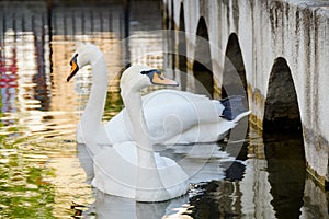 Two swans floating on the water