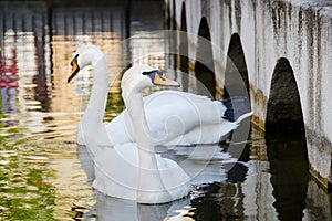 Two swans floating on the water, park in Ufa, Russia