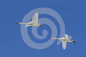 Two swans flying in the sky