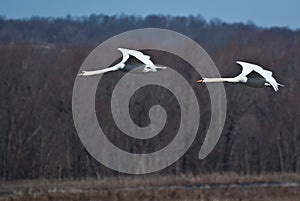 Two Swans Flying In Unison