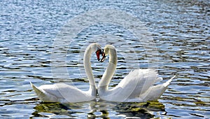 Two Swans form a love heart shape with their necks