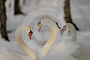 Two swans forming a heart with their necks