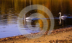 Two swans gliding amid autumn colors