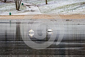 Two swans on ice of frozen lake