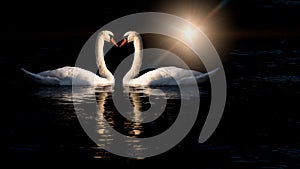 Two swans kissing