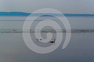 Two swans in the Lagoon of the Grado city