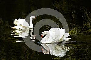 Two swans on lake photo