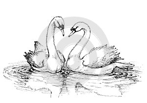 Two swans on lake