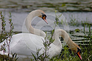 Two swans on lake, one is watching while other is eating