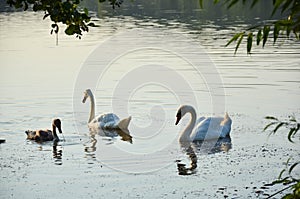 Two swans on the lake in the open air