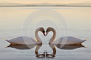 Two swans on lake