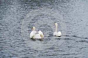 Two swans on the lake. Swans couple in love. Mating games of a pair of white swans. Swans swimming on the water in nature.