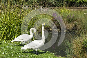 Two swans in London Wetlands Center nature reserve
