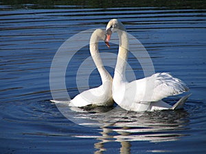 two swans in love