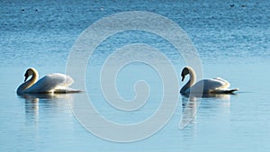 Two swans - love concept