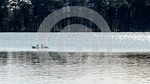 Two swans - love concept