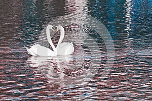 Two Swans Love Heart