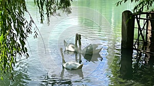 Two swans in love join their necks in a heart shape.