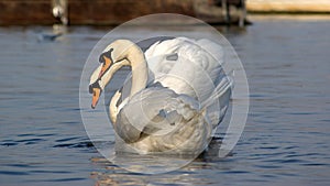 Two swans in love looking at camera