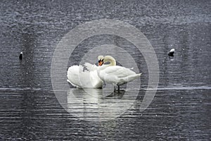Two swans in love. Swans couple in love. Mating games of a pair