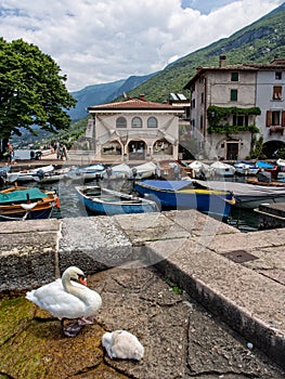 Two swans on the marina of Malcesine town, lake Garda, Italy