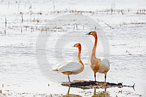 Two Swans in the marsh lands