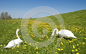 Two swans in meadow