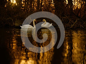 Two Swans Nestbuilding at Sunset