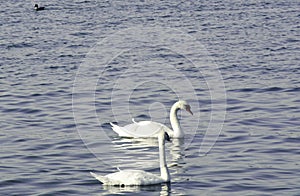 Two swans and one goose are enjoying the sun, Dunav River, Belgrade, Serbia