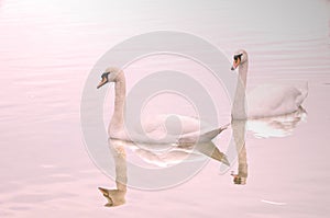 Two swans reflected on lake