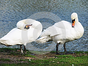 Two swans on the river bank