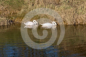 Two Swans on the River Ouse