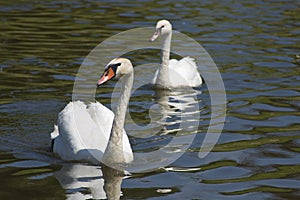 Two swans on river or lake