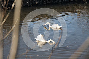 Two Swans on the river Neckar on a sunny Winterday