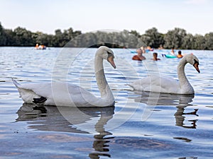 Two swans in the same pose swim next to each other with their necks bent slightly