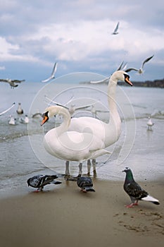 Two swans on the seaside